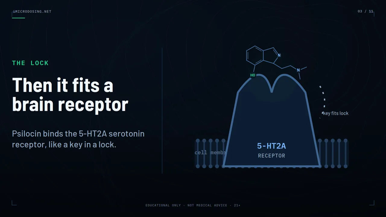 Episode 2, scene 03: Psilocin binds a specific serotonin receptor