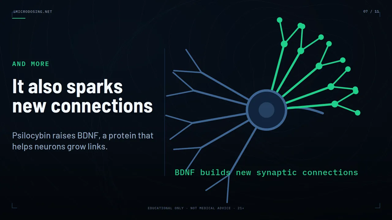 Episode 2, scene 07: BDNF — the brain's connection-building protein